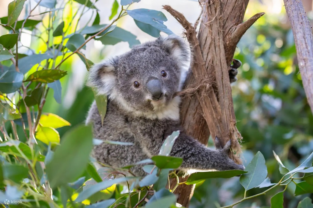 Wildlife Zoo Sydney