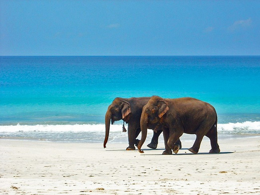 Elephant Beach by Dunghi (small wooden Boat )