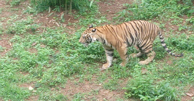 Nandankanan Zoological Park